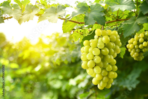 Close-up green grape cluster on vine in the vineyard.