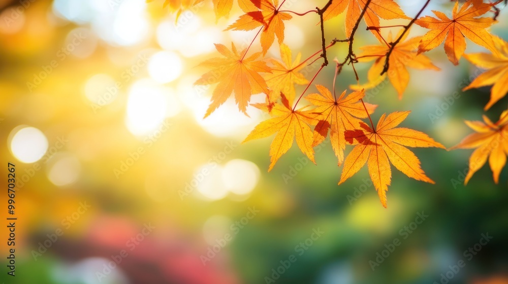 Vibrant orange maple leaves against a blurry background of yellow, red and green. Vibrant orange maple leaves against a blurry background of yellow, red and green.