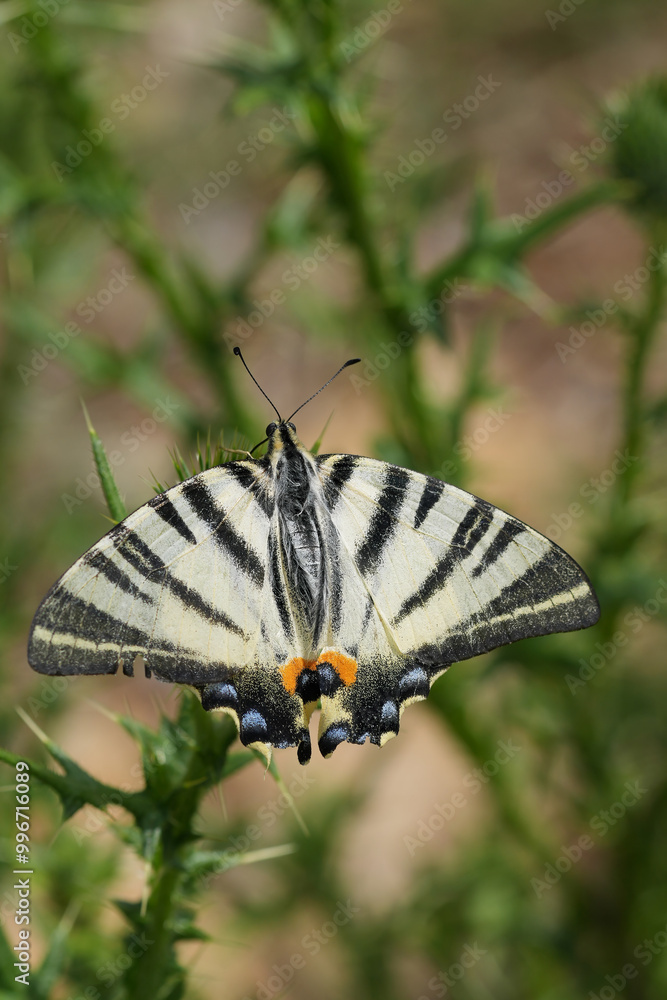 Fototapeta premium Closeup on a European Scarce Swallowtail butterfly, Iphiclides podalirius drinking nectar from a purple thistle