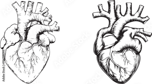 Human Heart Anatomy silhouette graphic black and white