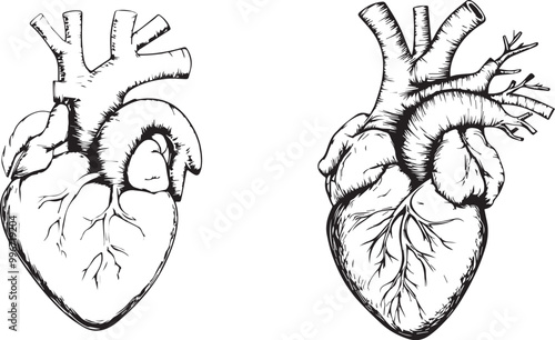 Human Heart Anatomy silhouette graphic black and white