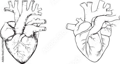 Human Heart Anatomy silhouette graphic black and white