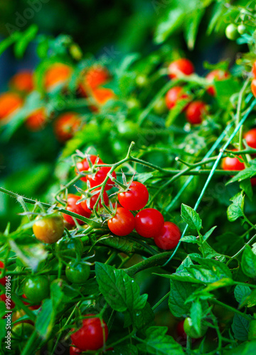 pomidorki cherry photo