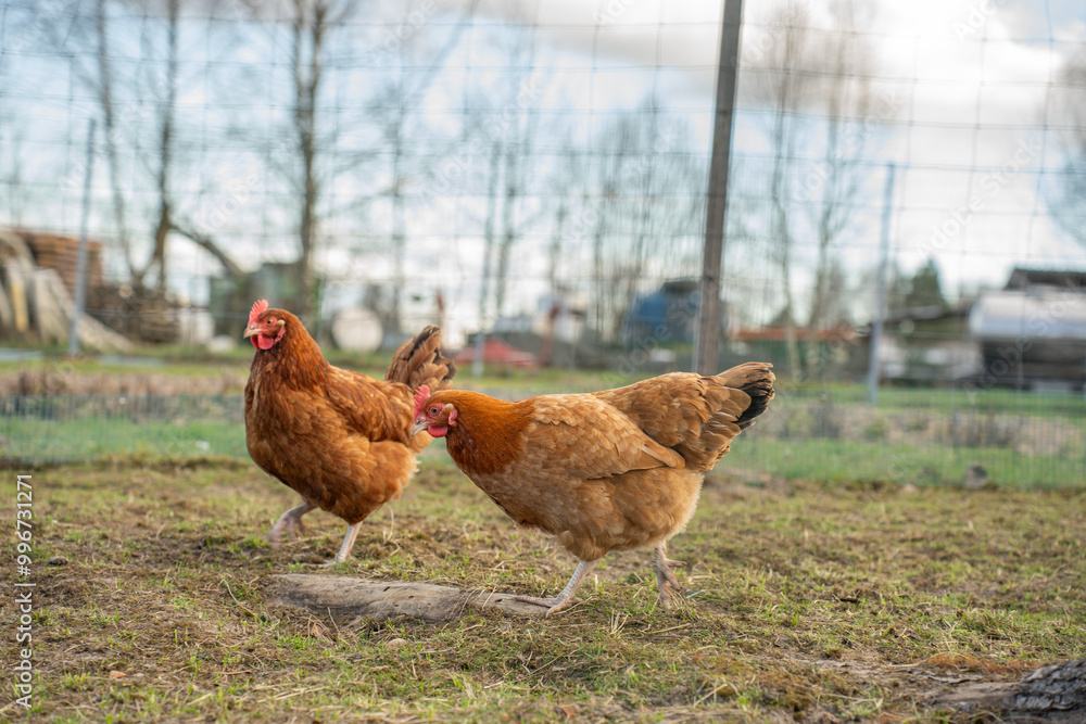 Fototapeta premium Chickens in a Farm Garden – Organic Free-Range Poultry Farming