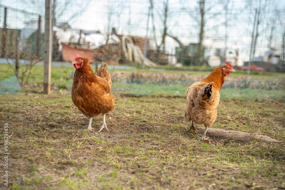 Fototapeta premium Chickens in a Farm Garden – Organic Free-Range Poultry Farming