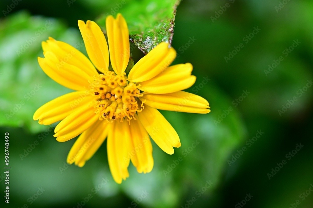 Bay Biscayne creeping-oxeye Yellow Flower Bay Biscayne creeping-oxeye Yellow Flower