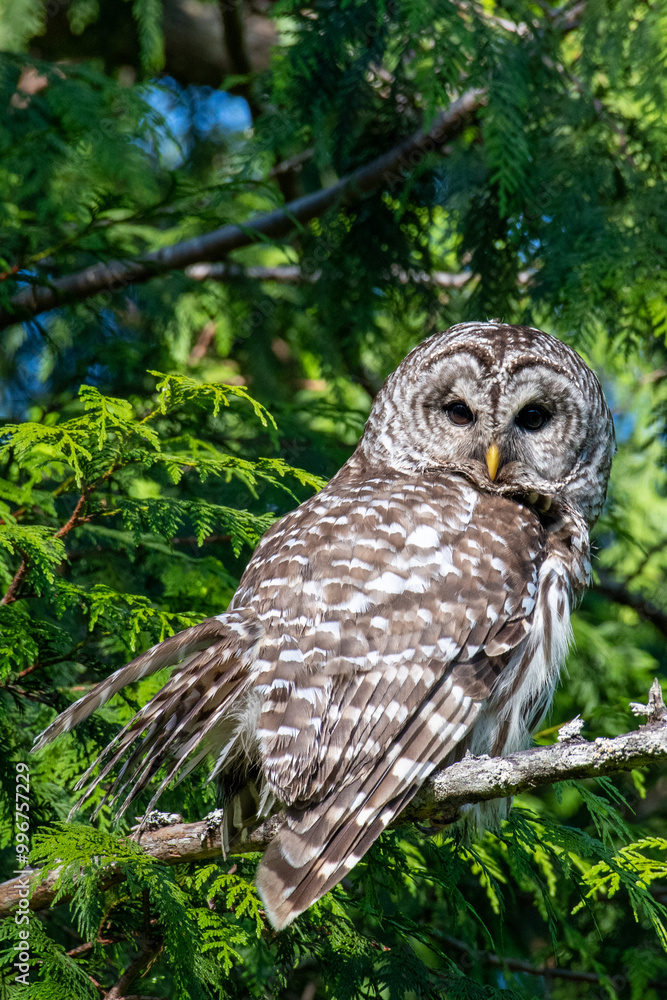 Fototapeta premium Barred Owl
