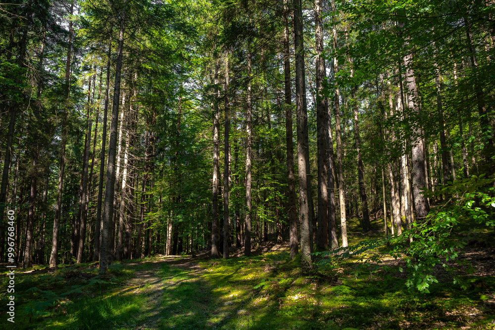 Fototapeta premium Sunlit Forest With Deciduous Trees in Province Carinthia In Austria