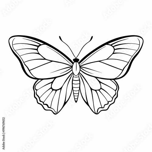 Butterfly illustration, delicate style, black and white