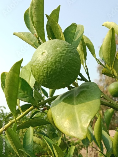 Unripe green sweet orange with green leaves on plant. unripe Citrus sinensis fruit with leaves on plant 