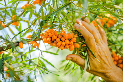 sea buckthorn berries eco farming field hand harvesting and healthy juice photo