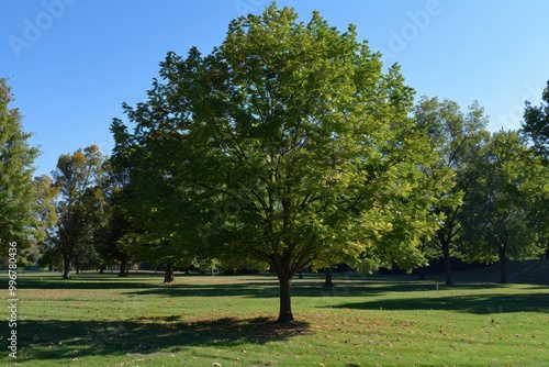 A large tree stands in a grassy field