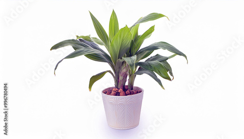 Green plant in a white pot on a white background