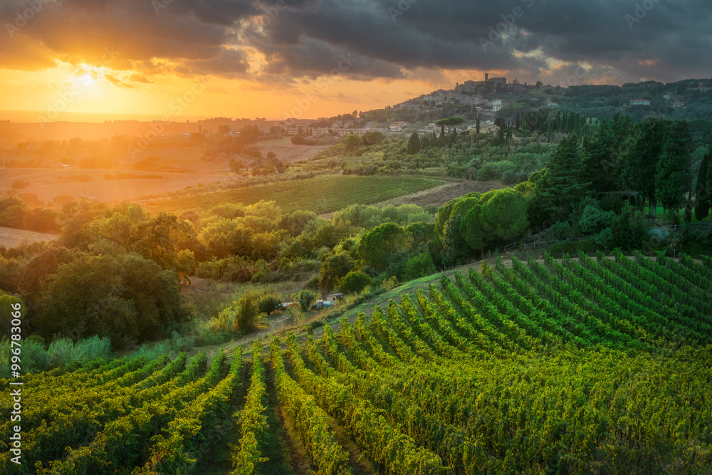 Maremma landscape. Vineyards at sunset and Casale Marittimo in the background. Tuscany, Italy