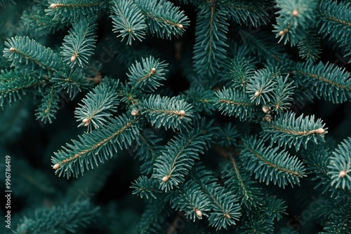 Lush evergreen pine tree background