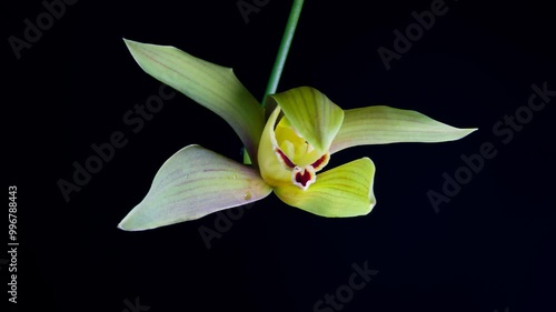 Gladiolus flowering time-lapse photography