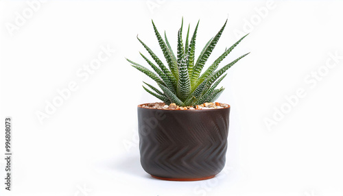 Succulent Plant in a Black Pot on White Background