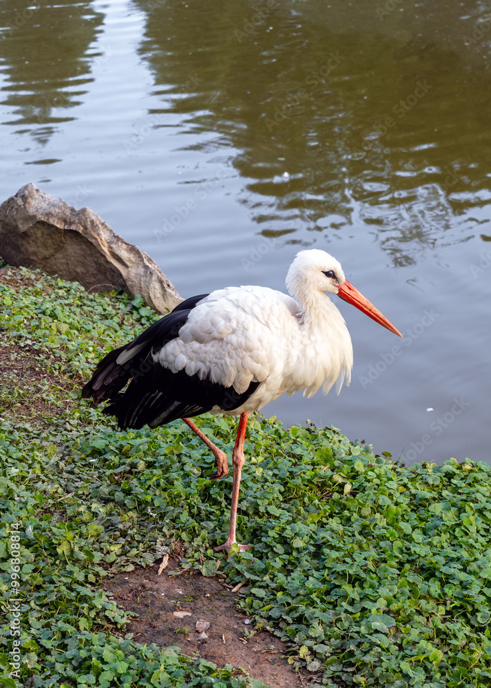 Fototapeta premium Stork, a large white crane with black wings on the shore of a summer river, vertical photo