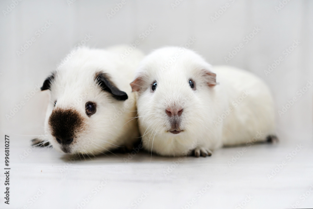 Two white Guinea pigs on white background. Isolate Two white Guinea pigs on white background. Isolate
