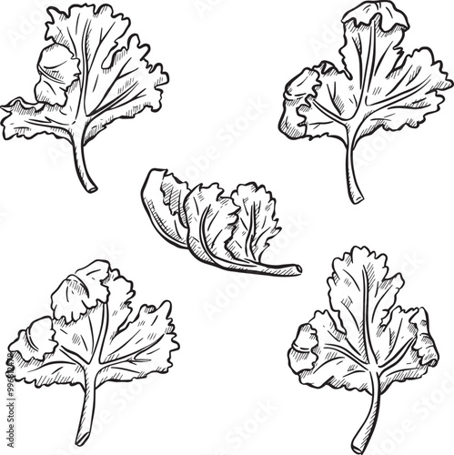 Cilantro Coriander Herb Leaf Salad Graphic Illustration 