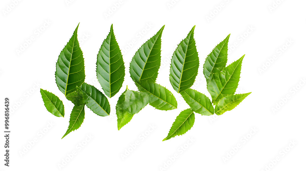 Obraz premium Medicinal neem leaves Azadirachta indica ,Siamese neem leaves, Neem leaves isolated on white background. herbs from green leaves.