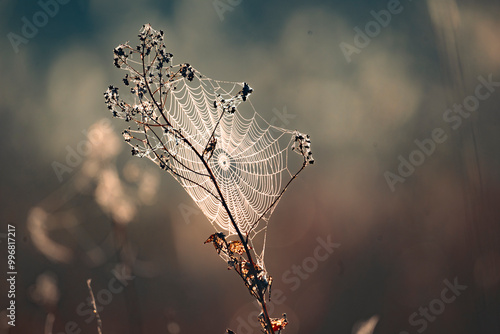 A spider web in the dew in the light of the rising sun