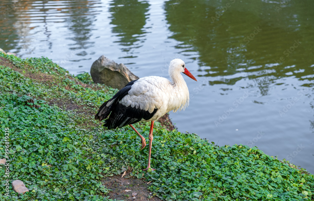 Fototapeta premium Stork, a large white crane with black wings on the shore of a summer river