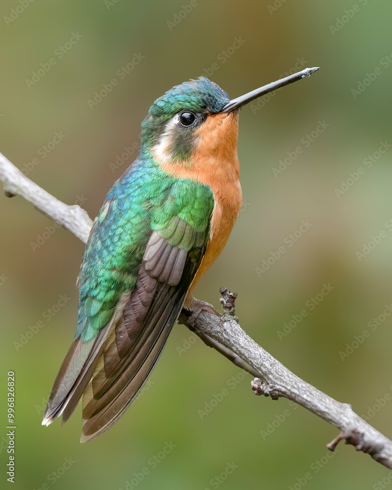 Fototapeta premium Female Purple-throated Mountain Gem Hummingbird