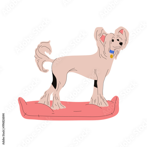 Chinese crested dog standing. Vector clipart of hairless doggy. Domestic pet pedigree. Powderpuff canine sign or doggie card. Zoology mascot pose. Animal breed. Cynology and biology signboard, poster
