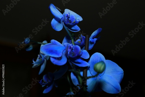 Wallpaper Mural A stunning bunch of vibrant blue flowers beautifully arranged against a striking black background, creating a dramatic visual effect Torontodigital.ca