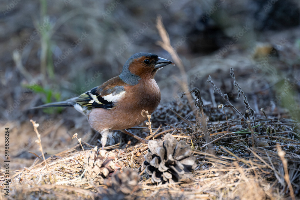 Finch Finch