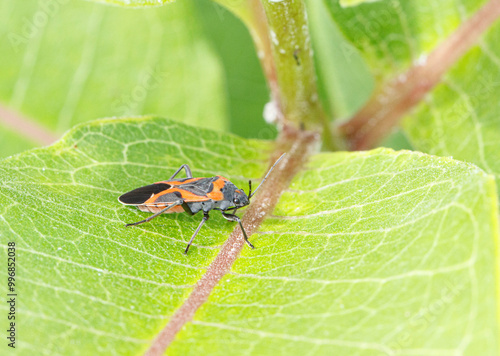 Eastern Small Milkweed Bug on Common Milkweed photo