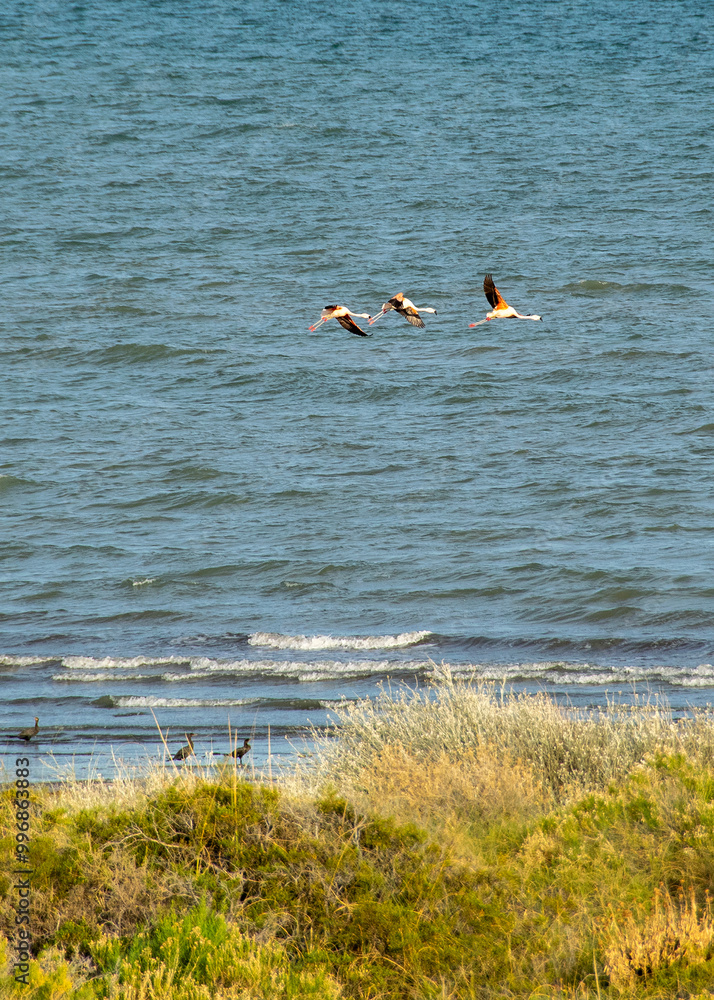 Naklejka premium Migratory birds at shore of beach, las grutas, rio negro, argentina