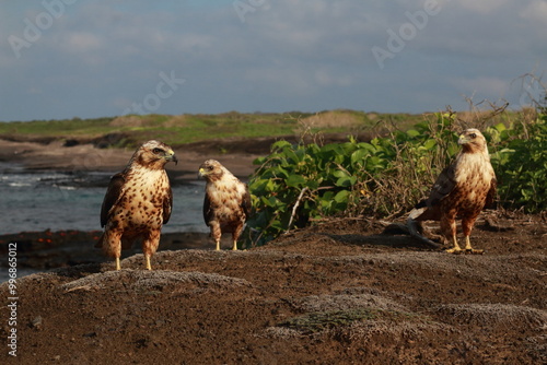 Galapagos hawks in Marchena Island