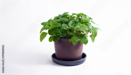 Potted Lemon Balm Plant on White Background