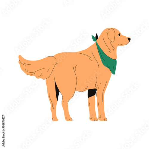 Vector scottish golden retriever pose. Hunting dog or hunt doggie, gun or guide canine, purebred trial animal. Standing pet illustration. Mascot puppy symbol. Cynology banner or domestic zoology card
