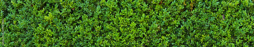 A beautiful hedge of Boxwood. Panoramic view of a Buxus plant. Seamless texture of green natural background. A beautiful hedge of Boxwood. Panoramic view of a Buxus plant. Seamless texture of green natural background.
