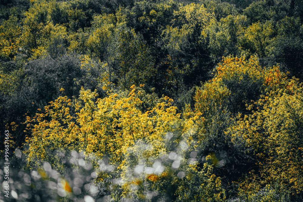 Bird eye view yellowed autumn forest. Bird eye view yellowed autumn forest.