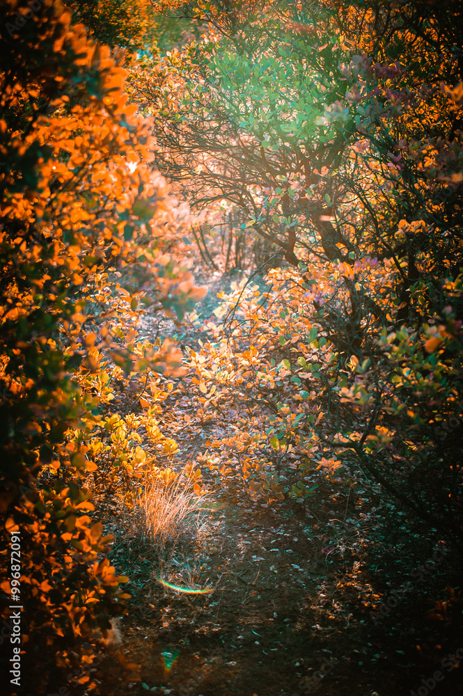 trees with red, yellow, orange and green trees illuminated by the rays of the bright morning sun. Golden hour trees with red, yellow, orange and green trees illuminated by the rays of the bright morning sun. Golden hour