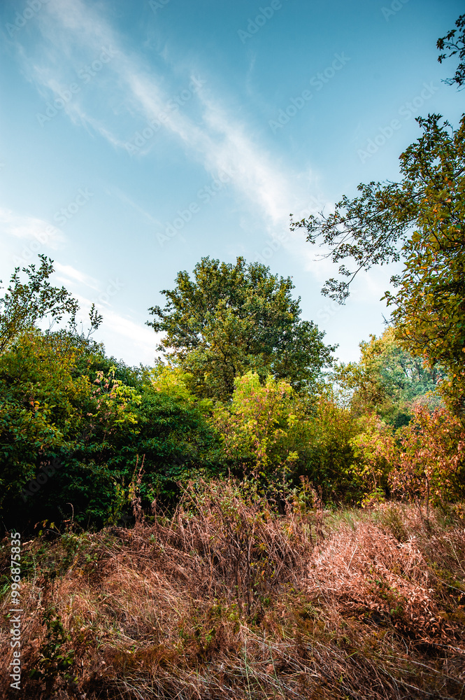 oak forest with bright yellow-green leaves. thick orange grass grows around the trees. golden hour, dawn oak forest with bright yellow-green leaves. thick orange grass grows around the trees. golden hour, dawn