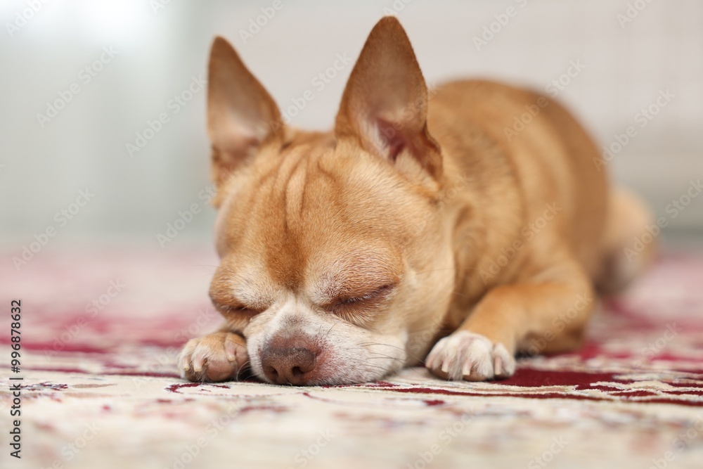 Cute Chihuahua dog sleeping on rug indoors, closeup Cute Chihuahua dog sleeping on rug indoors, closeup