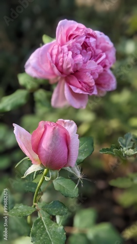 pink rose in garden