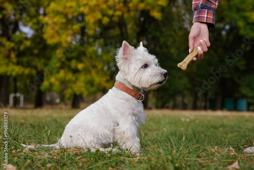 White Dog west highland white terrier Waiting for a Treat in the Park