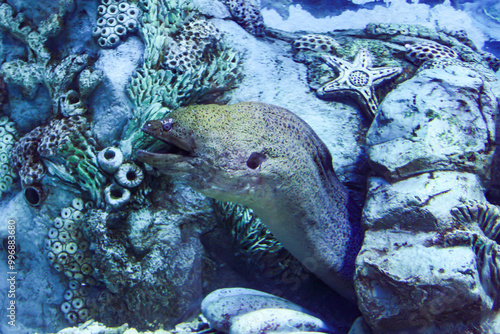 A giant moray eel in a cave at the bottom. photo