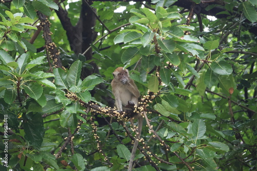 monkey on the tree, a shocked monkey, a monkey eating