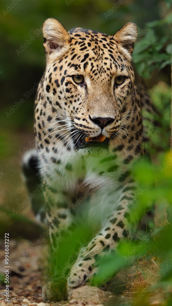 Portrait of Persian leopard in zoo Portrait of Persian leopard in zoo