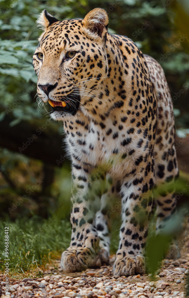 Portrait of Persian leopard in zoo Portrait of Persian leopard in zoo