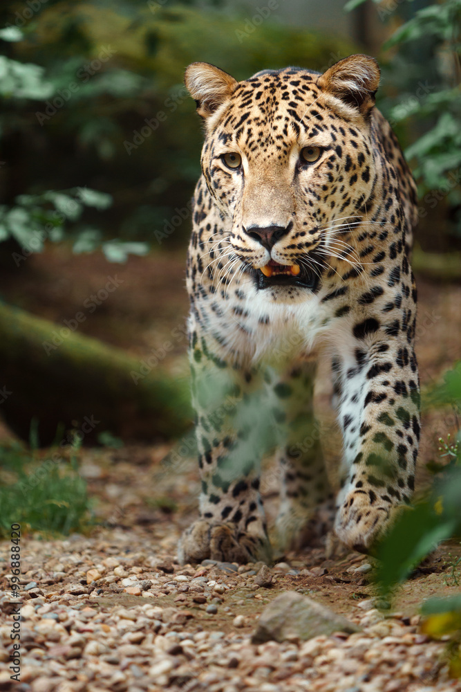 Obraz premium Portrait of Persian leopard in zoo