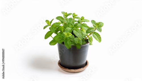 Fresh Mint Plant in Black Pot with White Background