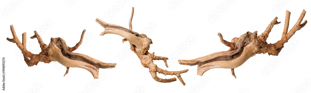 set old dry driftwood tree branch on an isolated white background close-up set old dry driftwood tree branch on an isolated white background close-up